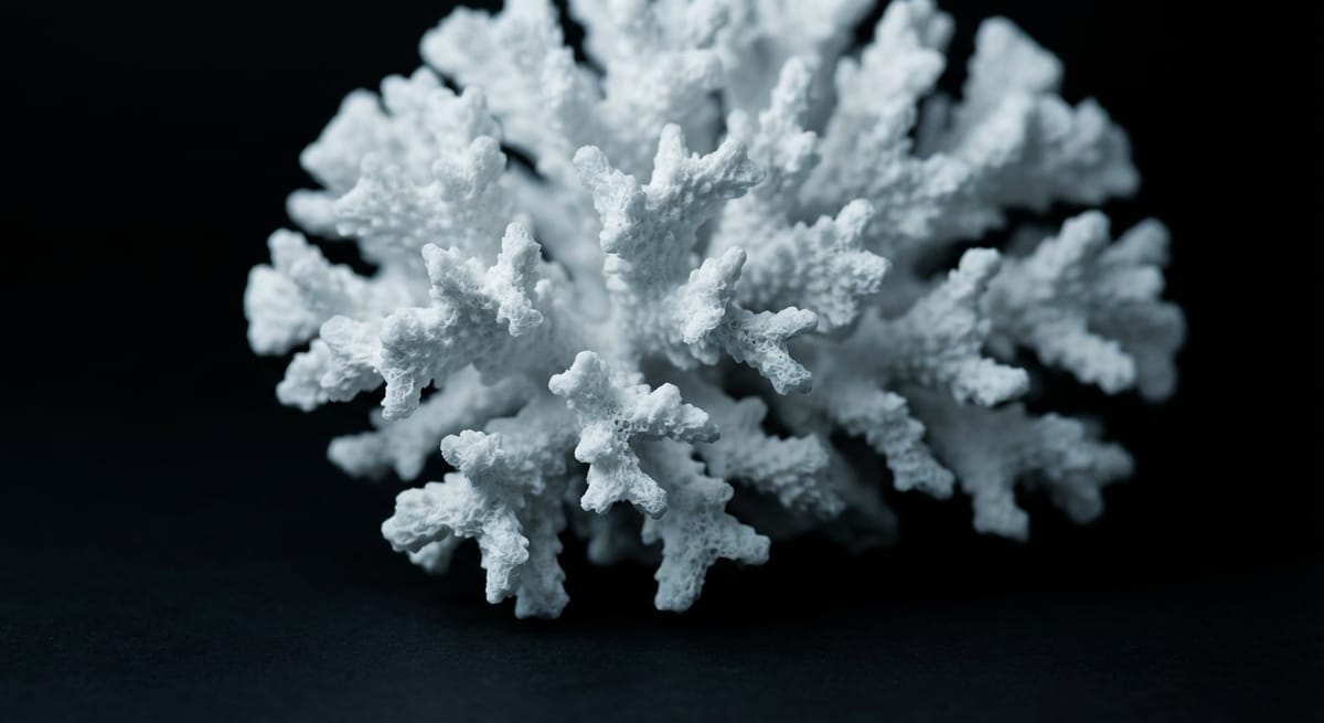 Bleached white coral skeleton on black background